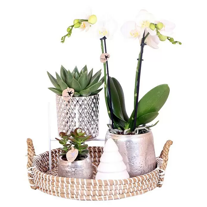 Piardino Zimmerpflanzen-ArrangementGrey Edge Silver - Weihnacht
