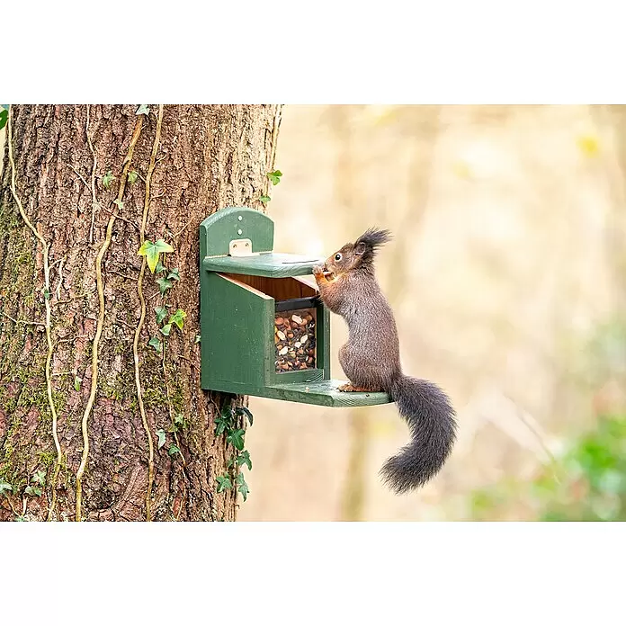 CJ Wildlife Eichhörnchenfutter -  - Grünes Eichhörnchen-Futterhaus aus Holz an einem Baum, gefüllt mit Samen, mit einem fressenden Eichhörnchen.