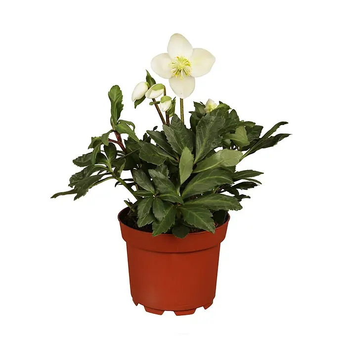 Piardino Christrose - Helleborus niger ´Christmas Carol´®, Topfgröße: 9 cm, Weiß - Eine Nahaufnahme einer Christrose in einem braunen Topf, die eine einzelne, weiße Blüte mit gelben Staubgefäßen zeigt.