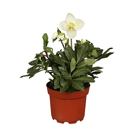 Piardino  Christrose