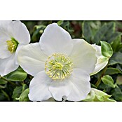 Christrose (Helleborus niger , Topfgröße: 13 cm, Blütenfarbe: Weiß)