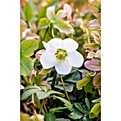 Christrose (Helleborus niger , Topfgröße: 13 cm, Blütenfarbe: Weiß)