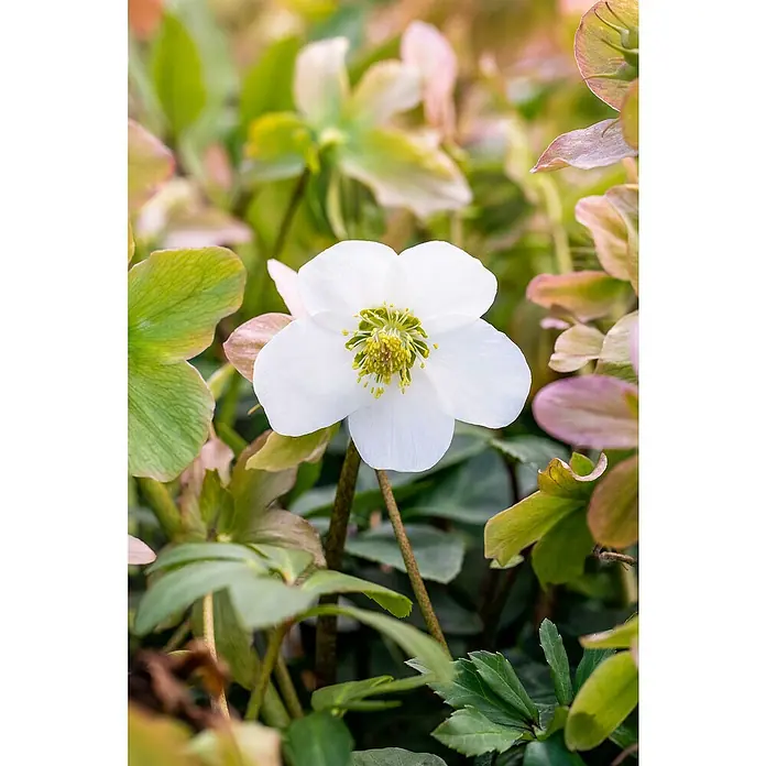 Piardino Christrose 6er Pack - Helleborus niger 'Christmas Carol', Topfgröße: 9 cm, Sortenabhängig - Nahaufnahme einer einzelnen, weißen Christrose mit gelben Staubgefäßen, umgeben von grünem Laub.