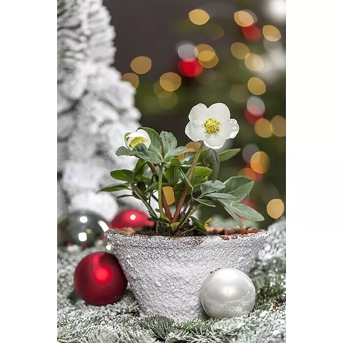 Piardino Christrose 6er Pack - Helleborus niger 'Christmas Carol', Topfgröße: 9 cm, Sortenabhängig - Weiße Christrose im Raureiftopf, umgeben von roten, silbernen Weihnachtskugeln und Raureifgrün, mit verschwommenen Lichtern.
