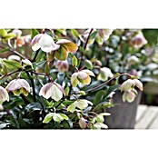 Helleborus 17 Winterbells knospig farbez