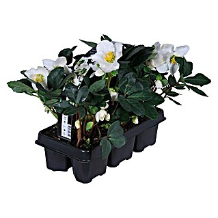 Piardino Christrose 6er Pack (Helleborus in Sorten, Topfgröße: 9 cm, Sortenabhängig)