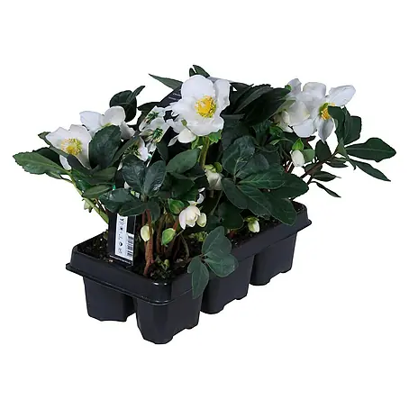 Piardino  Christrose 6er Pack