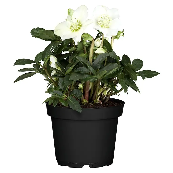 Piardino Christrose - Helleborus niger 'Christmas Carol' ®, Topfgröße: 12 cm, Weiß - Eine Nahaufnahme einer Topfpflanze mit weißen Blüten und grünen Blättern vor einem schwarzen Hintergrund. Perfekt für Zimmer oder Garten.