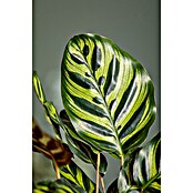 Calathea 24  i.S. gem. gross