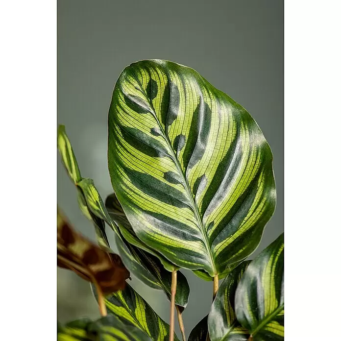 Piardino Calathea - Calathea hybride, Topfgröße: 24 cm, Mehrfarbig - Lebhaftes Calathea-Blatt, hell- und dunkelgrün mit gestreifter Maserung und komplexen Blattadern.