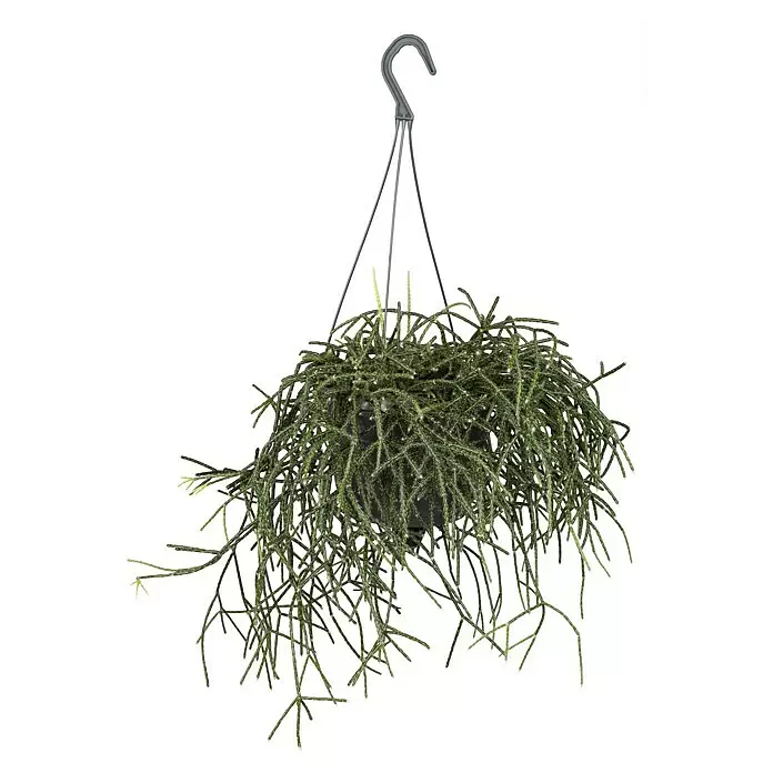 Piardino Rutenkaktus - Rhipsalis pilocarpa, Topfgröße: 21 cm - Grüne Hängepflanze mit dünnen Stielen in einem schwarzen Hängetopf, aufgehängt an grauen Drähten und Haken.