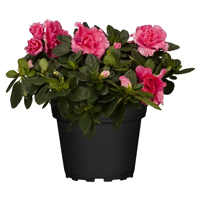 Piardino Zimmerazalee verschiedene Sorten - Rhododendron simsii, Topfgröße: 13 cm, Rosa/Rot/Weiß - Eine Topfpflanze mit leuchtend pinkfarbenen Azaleenblüten und grünen Blättern, die in einem schlichten, schwarzen Topf präsentiert wird.