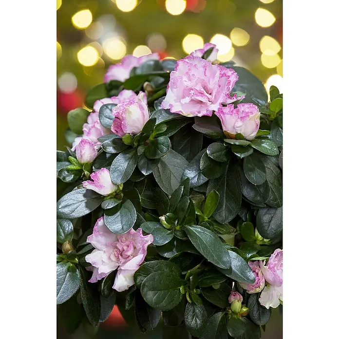 Piardino Zimmerazalee - Rhododendron simsii Long Life, Topfgröße: 12 cm, Zweifarbig - Nahaufnahme einer Azaleenpflanze mit rosa-weißen Blüten und glänzend grünen Blättern vor einem verschwommenen Hintergrund mit Lichtern.