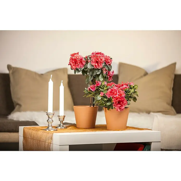 Piardino Zimmerazalee verschiedene Sorten - Rhododendron simsii, Topfgröße: 13 cm, Rosa/Rot/Weiß - Zwei Kerzenleuchter und zwei Azaleenblumentöpfe auf einem Tisch, vor einem Sofa mit Kissen platziert, schaffen eine gemütliche Atmosphäre.