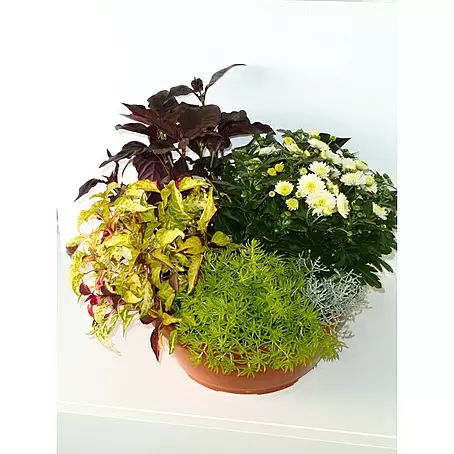 Piardino Garten-Arrangement Herbst in Schale