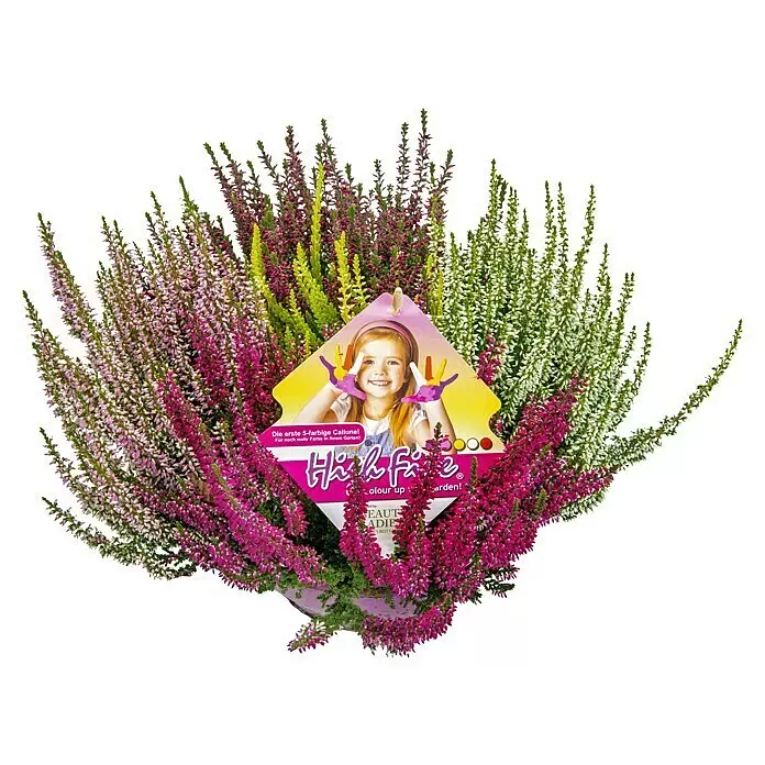 Besenheide - Calluna Beauty Ladies® 'High Five', Topfgröße: 23 cm, Mehrfarbig - Eine farbenfrohe, fünf-farbige Calluna-Pflanze (Heidekraut) in Rosa, Lila, Gelb-Grün und Weiß im Topf, mit einem Produktetikett.