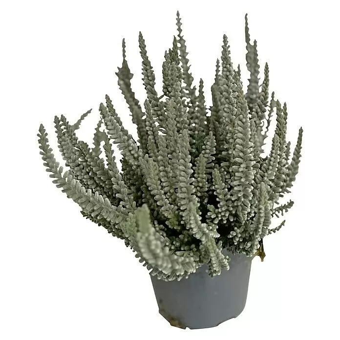 Piardino Besenheide 'Garden Girls Fluffy' - Calluna vulgaris, Topfgröße: 11 cm - Vorderansicht