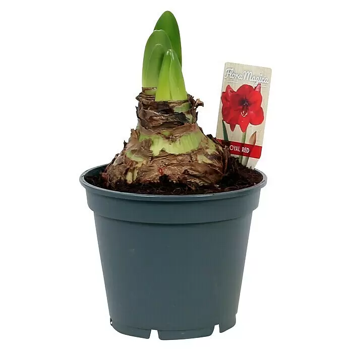 Piardino Amaryllis - Hippeastrum x Hybrid, Topfgröße: 17 cm, Blütenfarbe: Sortenabhängig - Vorderansicht