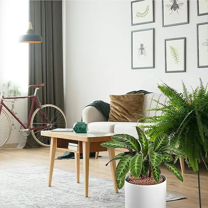 Westland Pflanzgranulat - 3 l - Modernes Wohnzimmer mit cremefarbenem Sofa, Holztisch, dunkelgrünen Vorhängen und üppigen Pflanzen.