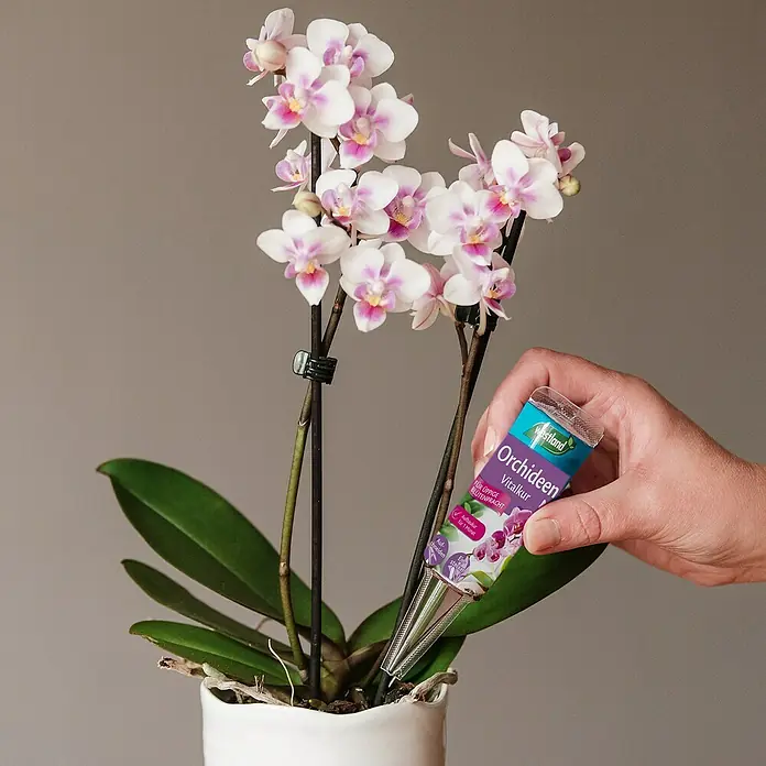 Westland Vitalkur für Orchideen Set - 200 ml - Nahaufnahme einer Hand, die Westland Orchideen-Vitalbkur in einen Orchideentopf gießt.