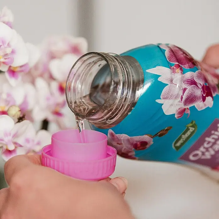 Westland Orchideendünger Orchideenwasser - 750 ml - Das Bild zeigt, wie Orchideenwasser aus einer Flasche in einen rosafarbenen Messbecher gegossen wird, im Hintergrund sind Orchideen zu sehen.