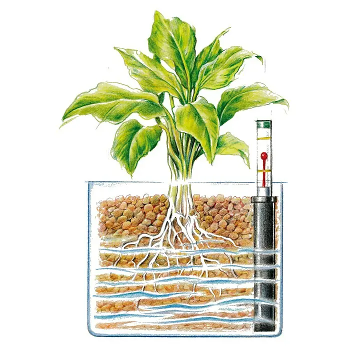 Westland Pflanzgranulat - 3 l - Illustration einer Pflanze in einem Hydrokulturbehälter mit Temperaturanzeige, die die Wurzeln und den Wasserstand zeigt.