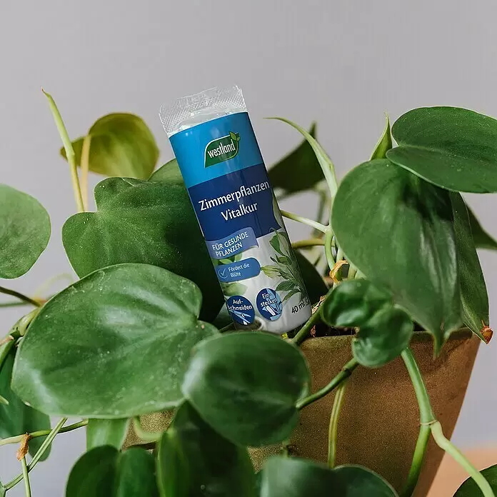 Westland Universaldünger Zimmerpflanzen - 200 ml - Blau-weiße Westland Zimmerpflanzen Vitalkur (40 ml) im Fläschchen, platziert zwischen grünen Blättern einer Topfpflanze.