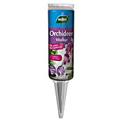 Orchideeën - Van der Spek Vers en Tuin - Zevenhuizen