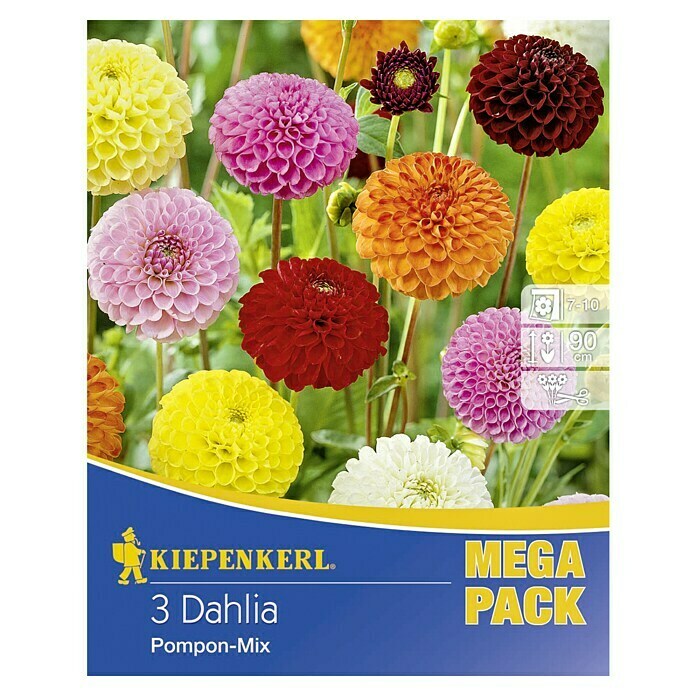 Kiepenkerl Herbstblumenzwiebeln Pompon-Dahlien (Dahlia 'Pompon-Mix', Mehrfarbig, 3 Stk.) | BAUHAUS