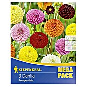 Kiepenkerl Herbstblumenzwiebeln Pompon-Dahlien (Dahlia 'Pompon-Mix', Mehrfarbig, 3 Stk.) | BAUHAUS