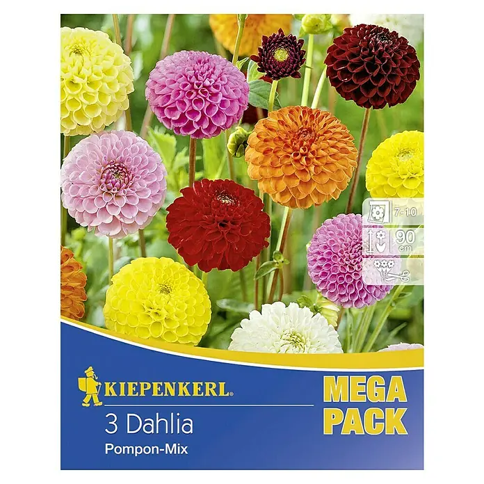 Kiepenkerl Herbstblumenzwiebeln Pompon-Dahlien - Dahlia 'Pompon-Mix', Mehrfarbig, 3 Stk. - Kiepenkerl Mega Pack 3 Dahlia Pompon-Mix, farbenfrohe Dahlienmischung für Garten und Balkon. Attraktive Blüten in verschiedenen Farben.