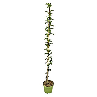 Obstbaum Bio-Sortiment (Säulenobst)