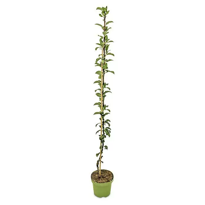 Obstbaum Bio-Sortiment - Säulenobst in Sorten gemischt - Vorderansicht