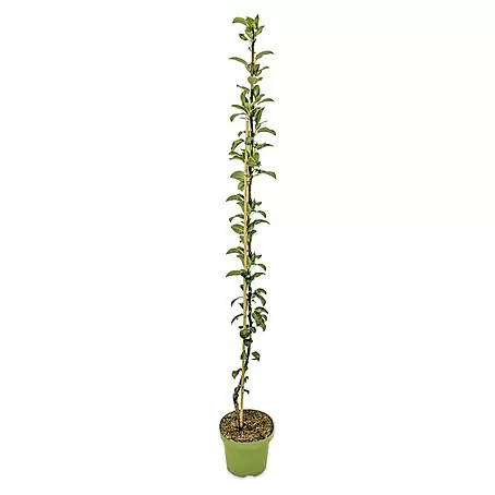 Obstbaum Bio-Sortiment