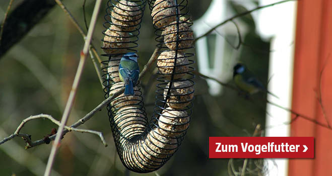 Vogelfutter