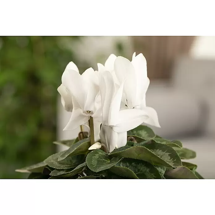 Piardino Zimmer-Alpenveilchen - Cyclamen, Topfgröße: 13 cm - Detailaufnahme