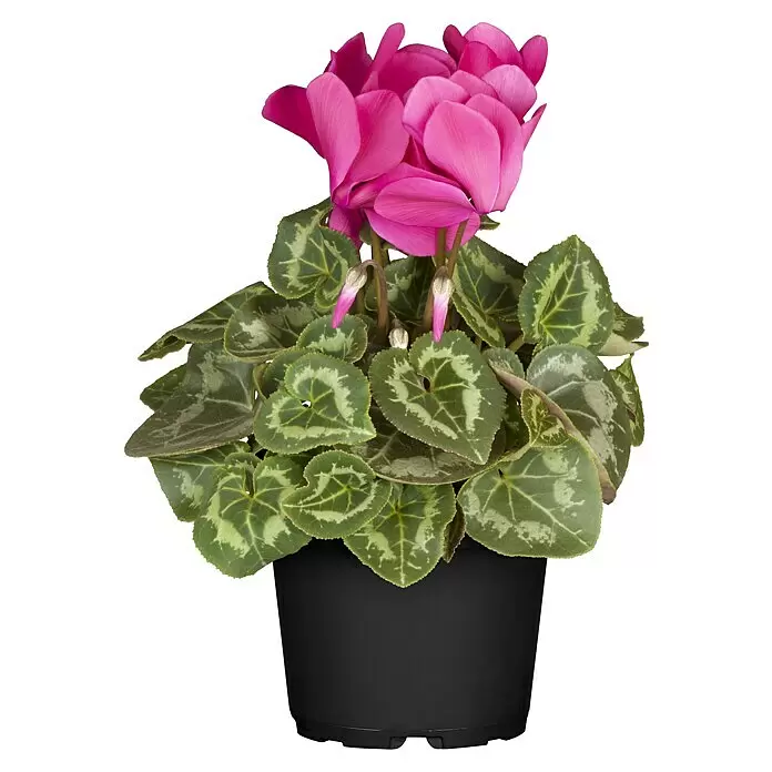 Piardino Zimmer-Alpenveilchen - Cyclamen, Topfgröße: 13 cm - Vorderansicht