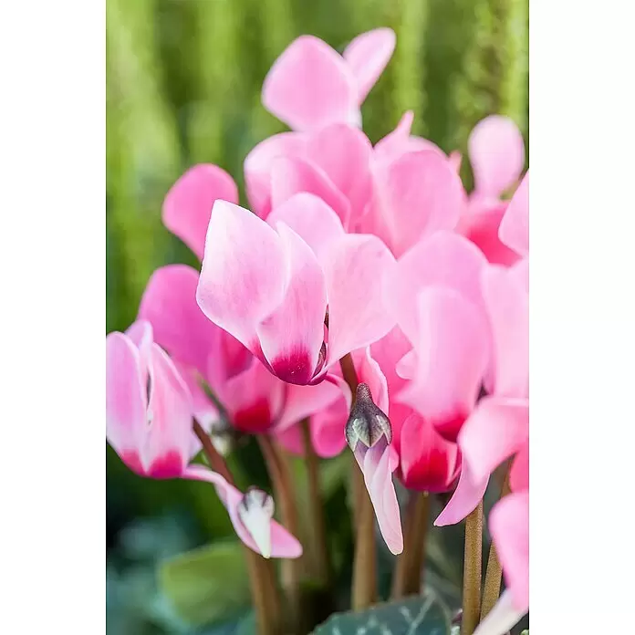 Piardino Zimmer-Alpenveilchen - Cyclamen, Topfgröße: 13 cm - Detailaufnahme