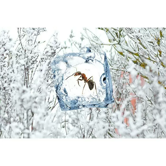 Swissinno Insektenschutz Frostspray - 400 ml - Eine braune Ameise ist in einem klaren Eiswürfel eingefroren, umgeben von schneebedeckten Ästen.