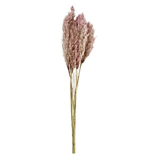 Flores secas Pampas (Rosa, Largo: 78 cm)