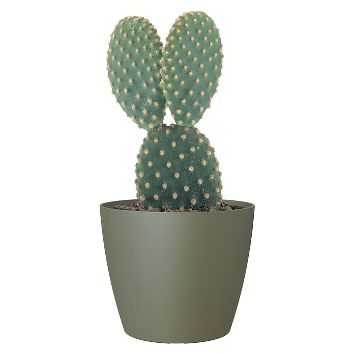 Artevasi San Remo Übertopf rund Matt - Außenmaß (Ø x H): 6 x 5,8 cm, Kunststoff, Trockengrün - Kaktus 'Bunny Ears' (Opuntia microdasys) in einem olivgrünen Topf. Die flachen, grünen Ohren sind mit gelben Glochiden bedeckt.