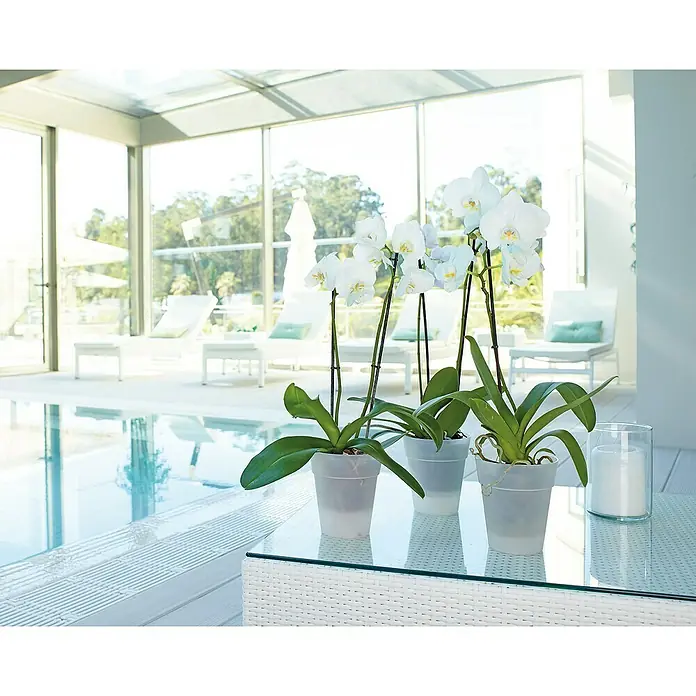 Artevasi Capri Orchideentopf - Außenmaß (Ø x H): 13,7 x 15 cm, Kunststoff, Transparent - Nahaufnahme von drei weißen Orchideen in Töpfen und einer Kerze auf einem Tisch am Pool mit Liegestühlen und Grün im Hintergrund.