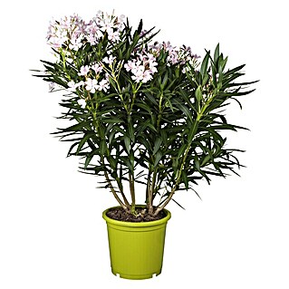 Piardino Oleander (Nerium oleander, Topfgröße: 24 cm, Blütenfarbe: Sortenabhängig)