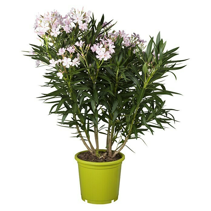 Piardino OleanderNerium oleander, Topfgröße: 24 cm, Blütenfarbe: Sortenabhängig Front View