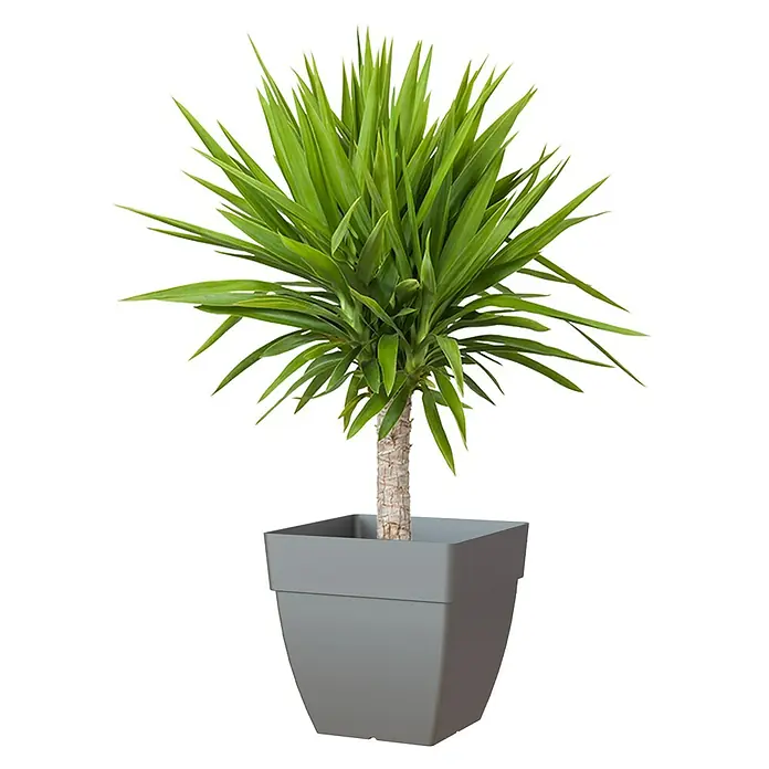 Artevasi Capri Pflanzkasten - Außenmaß (L x B x H): 35 x 35 x 35 cm, Kunststoff, Anthrazit - Yucca Zimmerpflanze in modernem grauen Topf. Das perfekte Accessoire für ein stilvolles Zuhause oder Büro. Die Pflanze bringt Frische und Natur in jeden Raum.