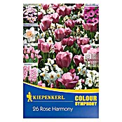 Kiepenkerl Frühlingsblumenzwiebeln Rose Harmony (26 Stk., Roseharmony) | BAUHAUS