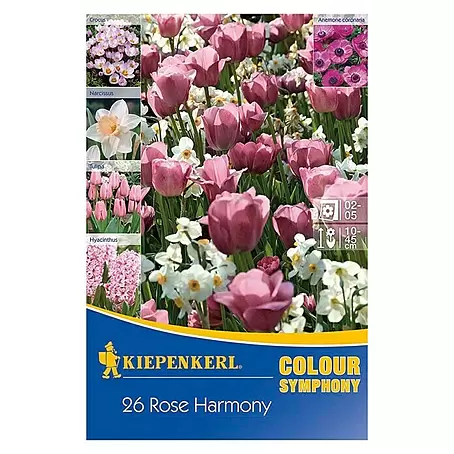 Kiepenkerl  Frühlingsblumenzwiebeln Rose Harmony