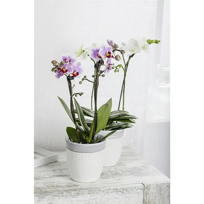 Piardino Schmetterlingsorchidee Midi - Phalaenopsis Hybride Midi, Topfgröße: 9 cm, Aufrecht - Zwei Mini-Orchideen in weißen Töpfen stehen auf einem Tisch. Die Orchideen blühen in Lila und Weiß und bringen einen Hauch von Natur ins Haus.