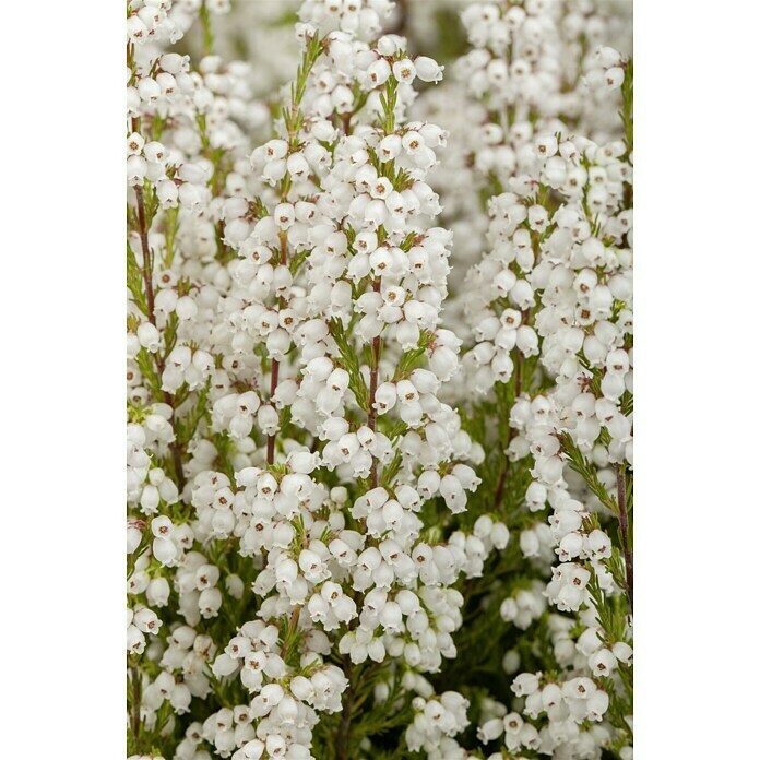 Piardino Glockenheide (Erica gracilis, Weiß) | BAUHAUS