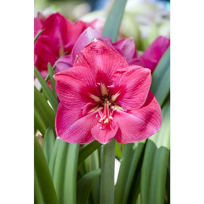 Piardino Amaryllis - Hippeastrum in Sorten, Topfgröße: 10 cm, Rosa/Rot/Weiß - Nahaufnahme einer leuchtend rosafarbenen Amaryllisblüte mit grünen Blättern, die ihre elegante Schönheit hervorhebt.